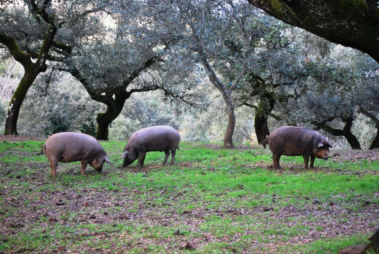 El Alojamiento Rural De Peter Aracena Kültér fotó